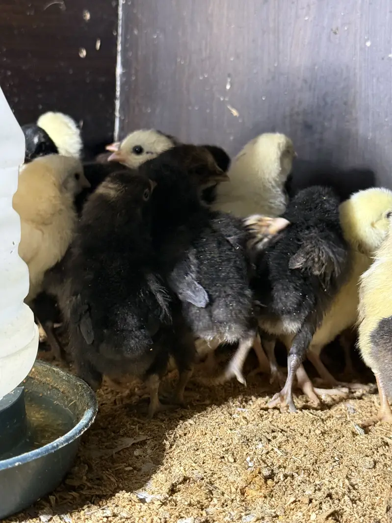 Golden Misri Chicks and Organic & Fertile Eggs — photo 9