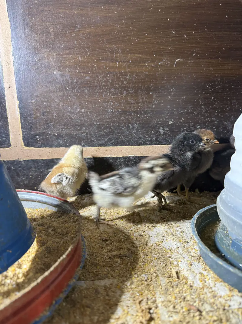 Golden Misri Chicks and Organic & Fertile Eggs — photo 11
