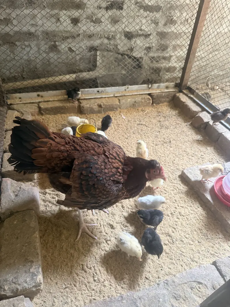 Golden Misri Chicks and Organic & Fertile Eggs — photo 12
