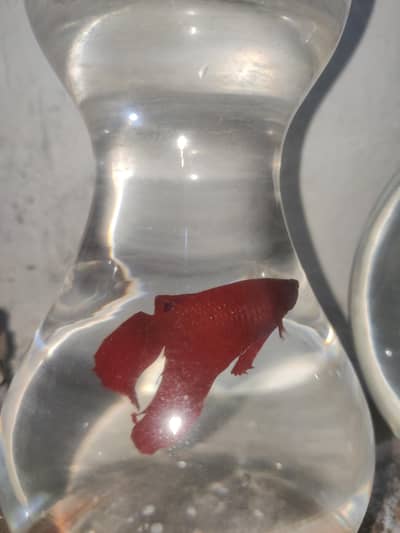 Fulmoon Betta Fish
