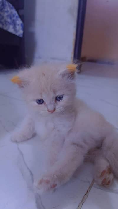 kitten Male Females Punnch face. .