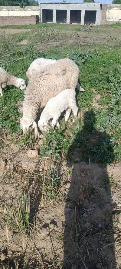 Sheep | Kajla | Dumba | Goat | بکری | دنبہ