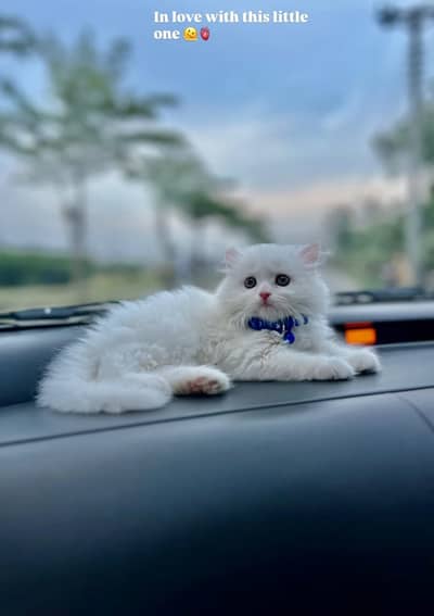 pure persian male cat