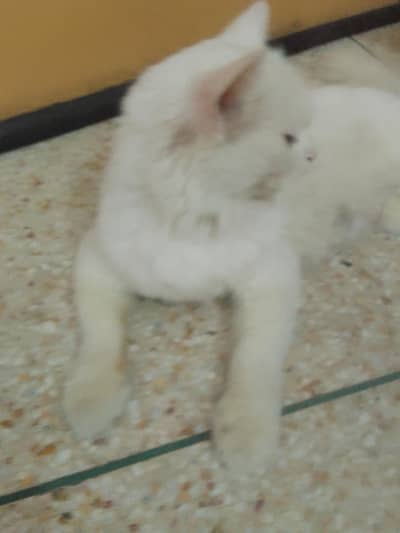 White Persian Green Eyes cat