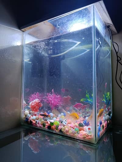 aquarium with all fishes and accessories
