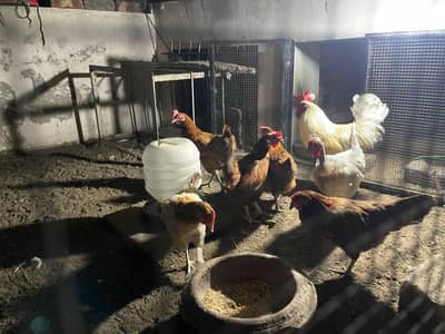 One Roaster and 6 Hens For Sale