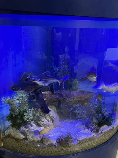 Fish Aquarium