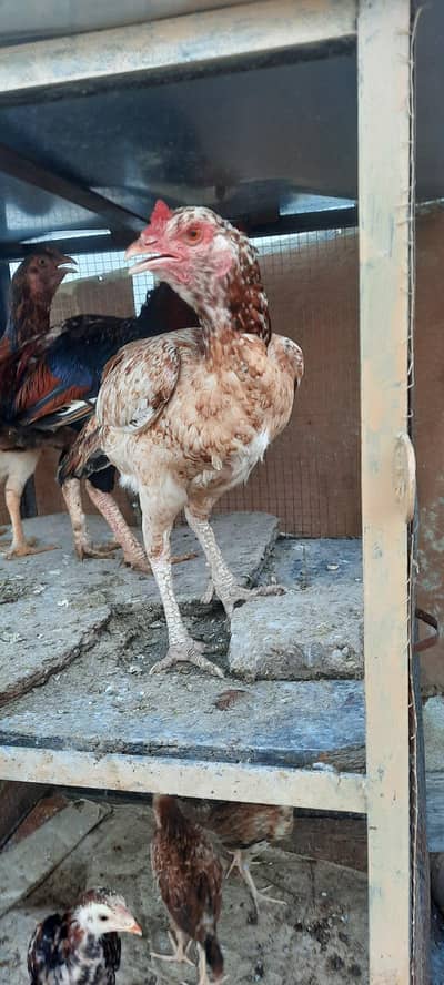 3 Aseel murge 2 Morgha for sale
