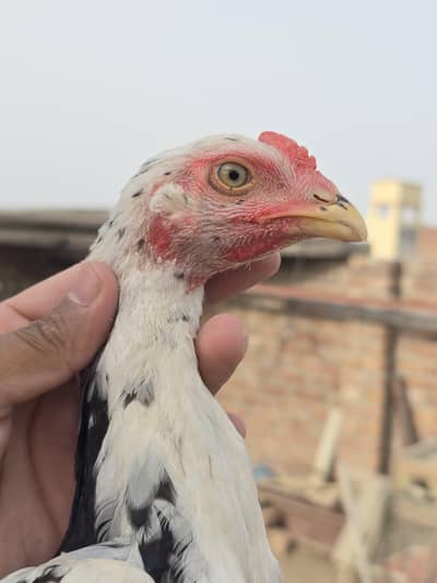 Aseel Pure High quality pathy, Asli pathy , mianwali aseel
