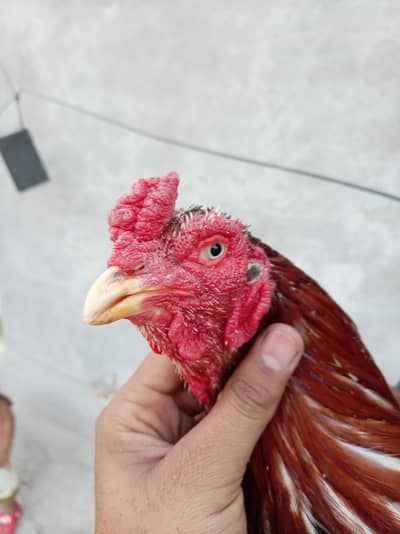 pur amroha breeder
