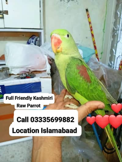 Hand Tamed Full Friendly Kashmiri Raw Male Parrot Jumbo Size