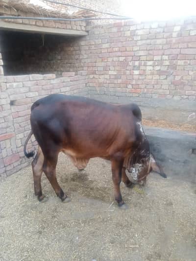 تین عدد منہ  سے پکے کھیرے بچھڑے