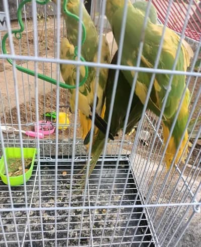 yellow Pied Breder Pair