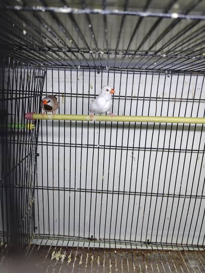 albino shaftail and fone shaf tail breeder pair