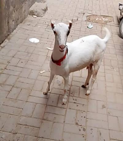 taddy gabban bakri