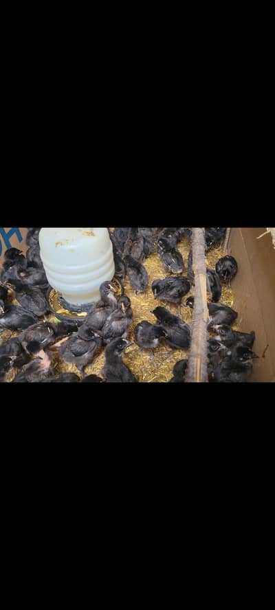 Australorp astralorp chicks astralop australop