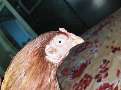 Aseel Sindhi Breed Big Size