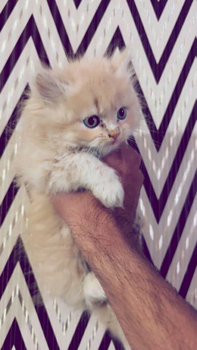 kitten