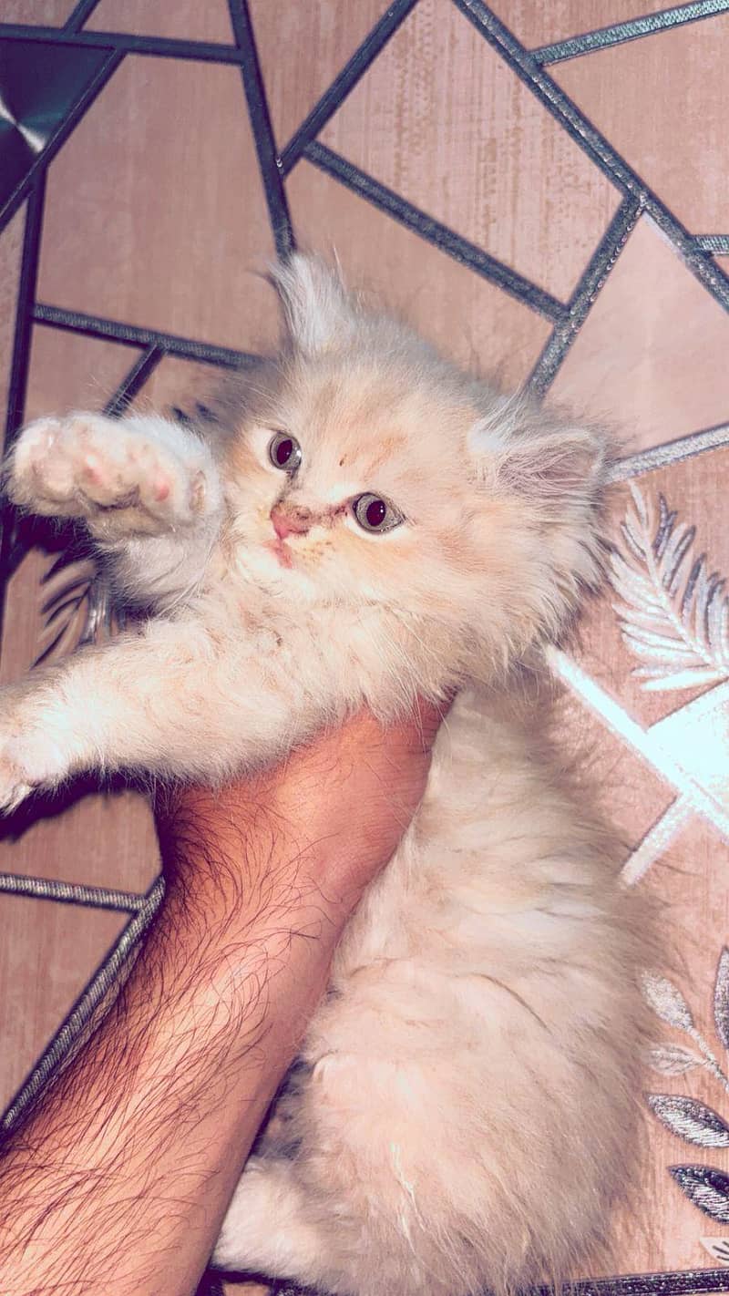 kitten 1