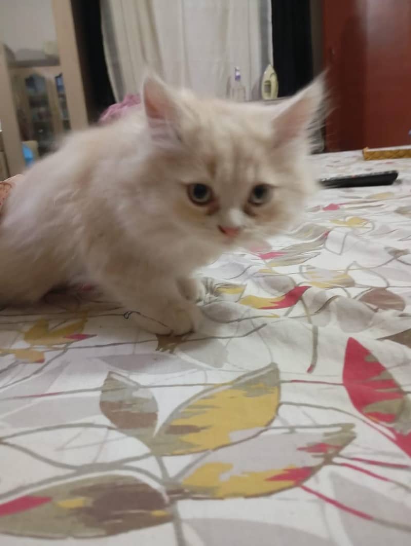 kitten 2
