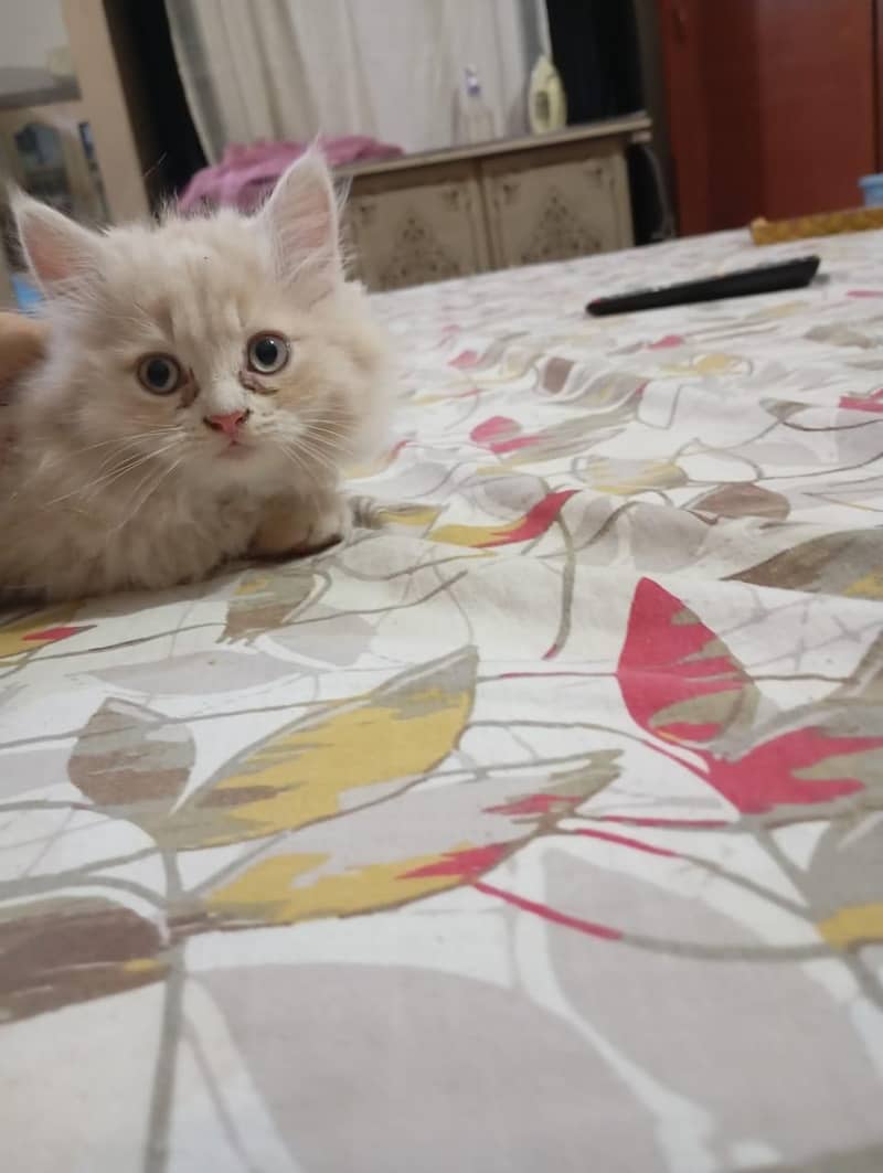 kitten 3