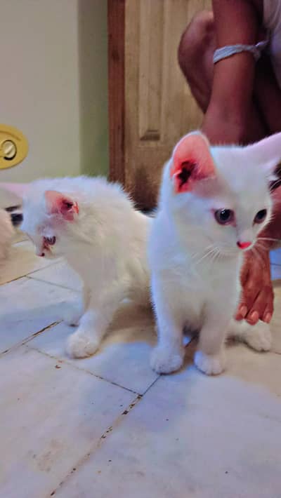 cats full white male and female