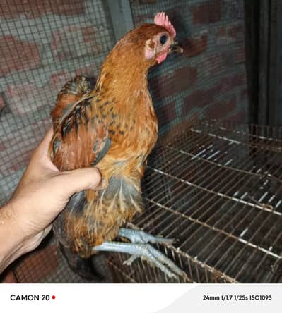 10 chicks for sale