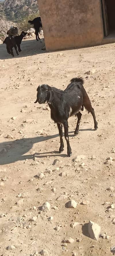 Male goat available for sale بکرا برائے فروخت