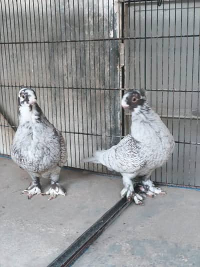 beautiful high quality pung face pigeon breeder pair for sale