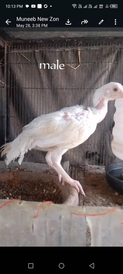 heera aseel, heera chicks