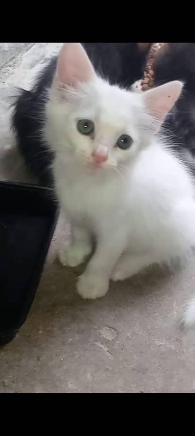 2 months old kittens (semi persian)