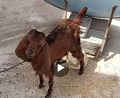 Beautiful Goats  for sale with kids