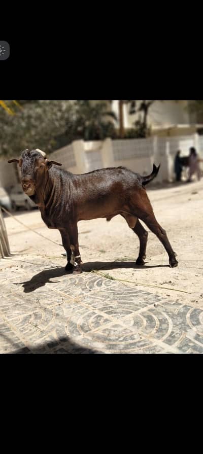 (teddy) Healthy Breeder Male Goat – 2 Years Old