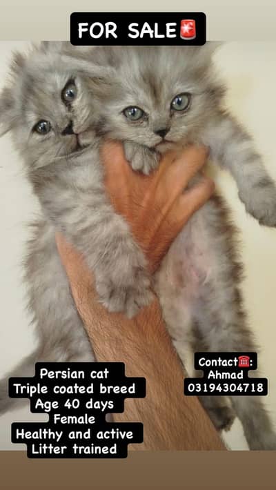 Persian cat triple coated