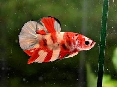 Betta fish for sale