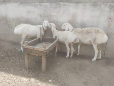 2 Extreme quality Talagang Gabban Dumbian for sale