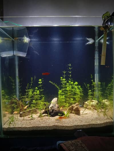 Aquarium with live plants and expensive fishes brand new