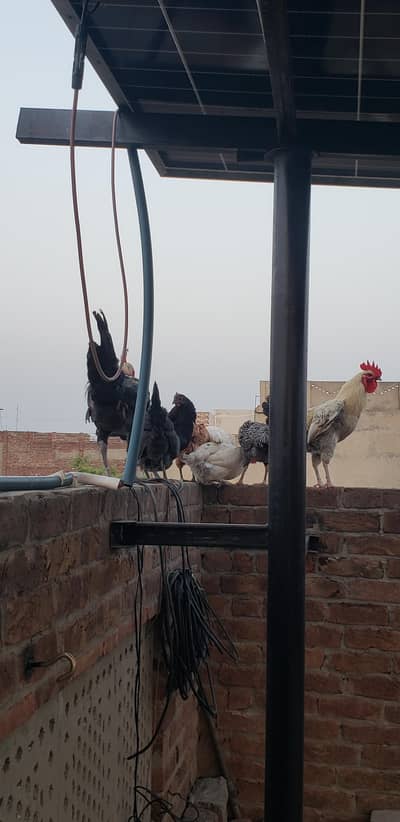 healthy and active murgay and murgia total 12 ha 5 murgay 7 murgia