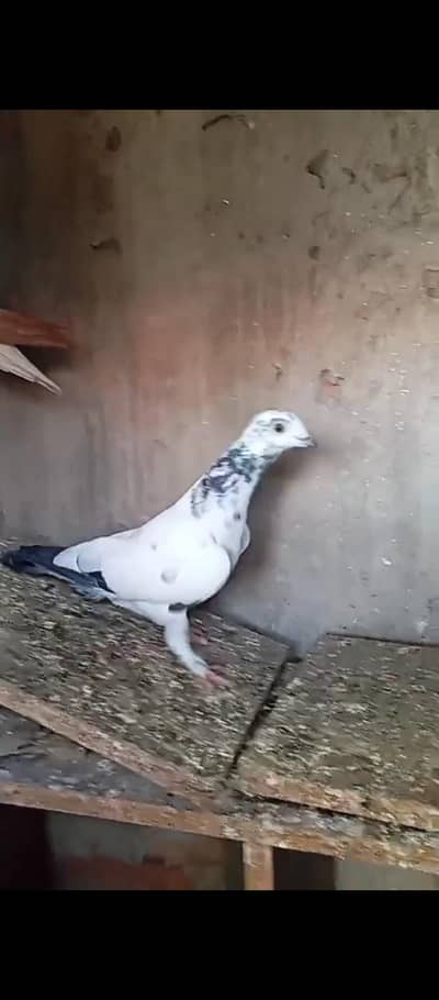 beautiful pigeon for sale in different rates