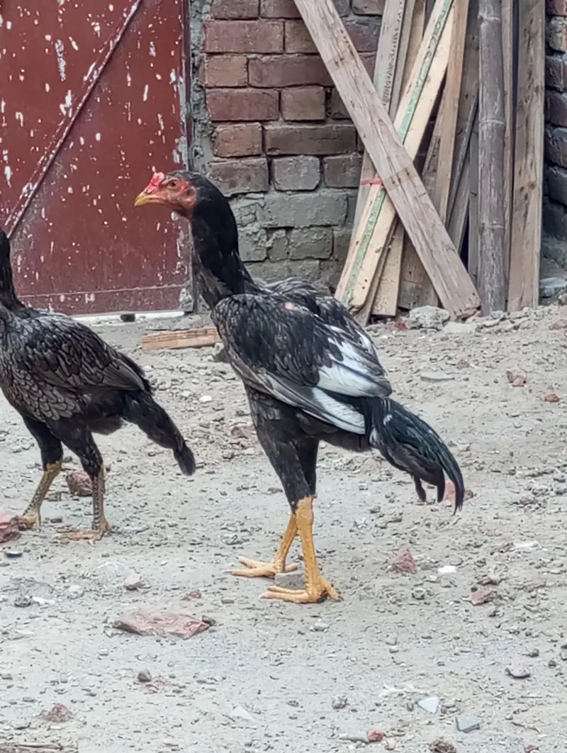 Ghar ka pala aseel patha — photo 3
