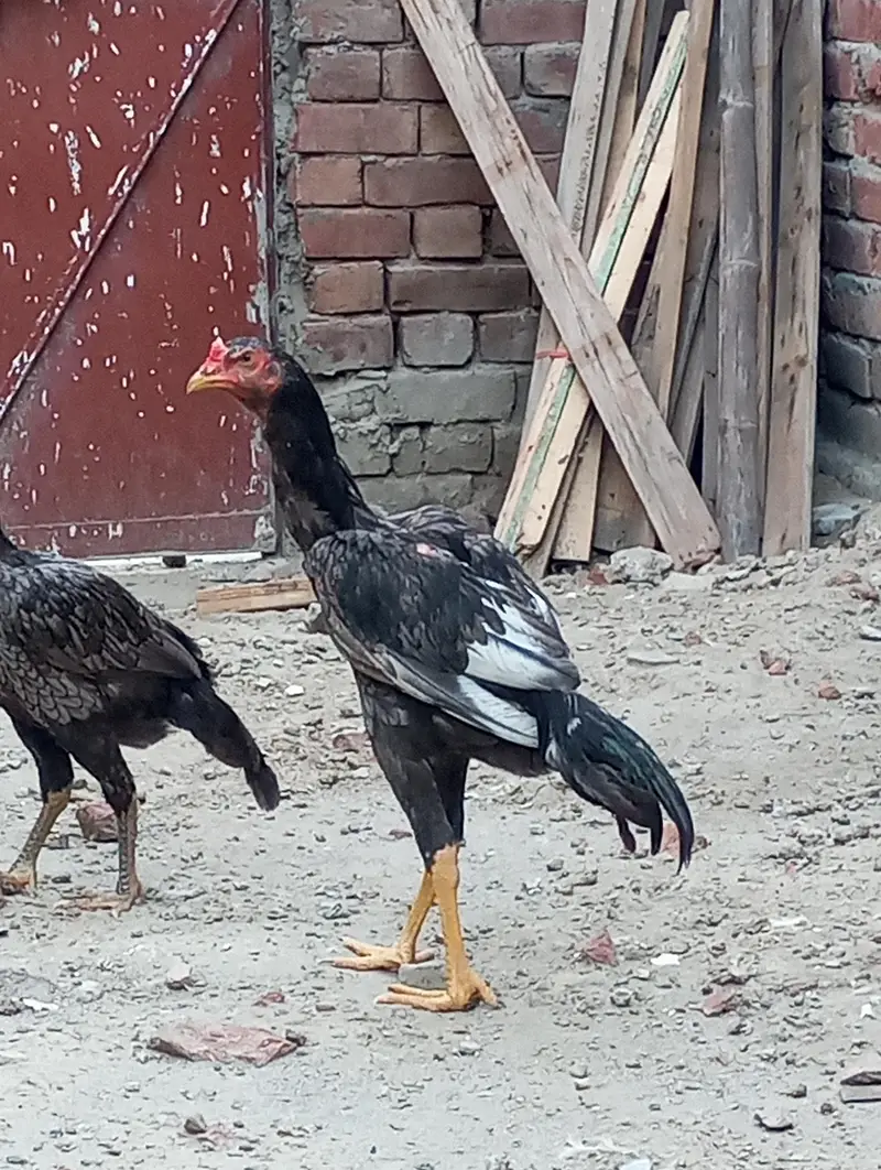Ghar ka pala aseel patha — photo 6