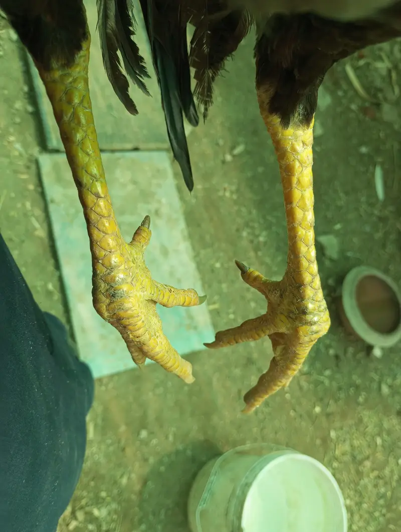 Ghar ka pala aseel patha — photo 8