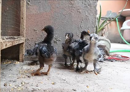 Frizzle bantam chicks
