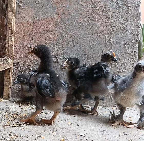 Frizzle bantam chicks 1