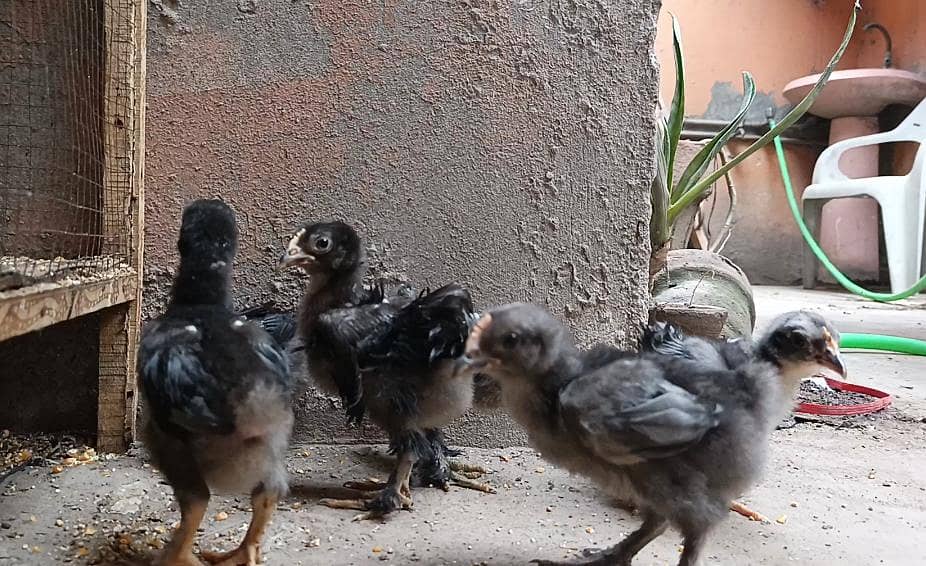 Frizzle bantam chicks 2