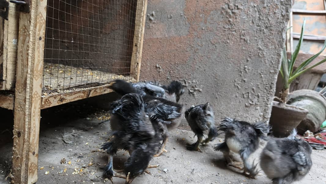 Frizzle bantam chicks 3