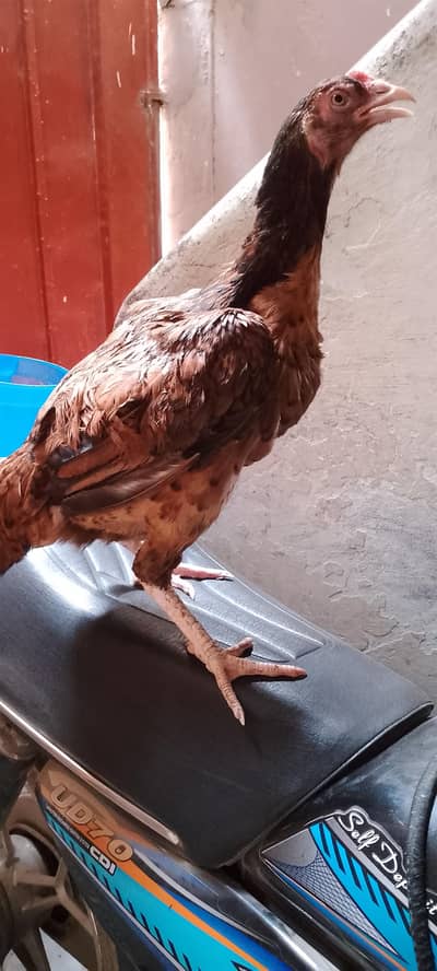 2 Hens Urgently Sell