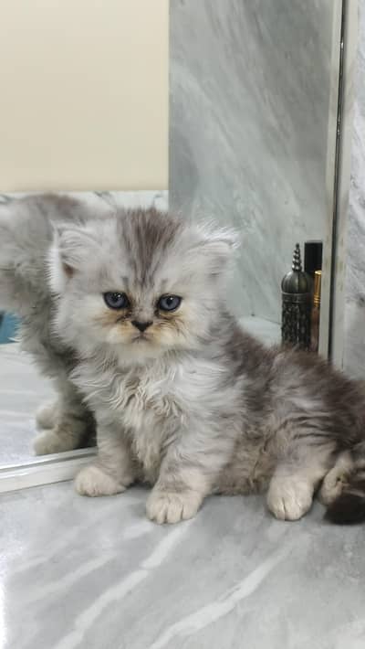 Pure Persian Triple Coated Punch Face Kittens