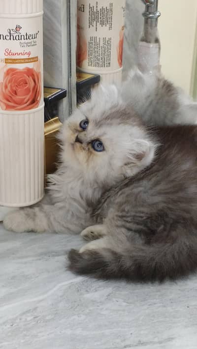 Pure Persian Triple Coated Punch Face Kittens