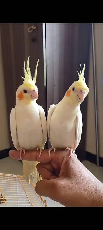 Handtame Cockatiel chicks (03101131712)